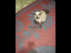 قطه شيرازي سنه وشهرين نظيفه جدا - 4