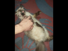 قطه شيرازي سنه وشهرين نظيفه جدا - 5