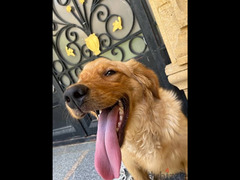 6 month golden retriever vaccinated with all of his accessories - 5