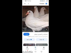 حمام لاحم فرنساوى للبيع - 5