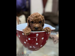 poodle بودل - 2