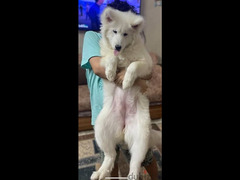 Samoyed dog