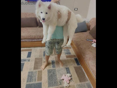 Samoyed dog - 2