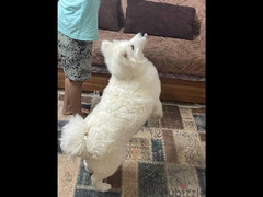 Samoyed dog - 3