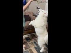 Samoyed dog - 5