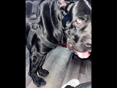 cane corso for sell for traveling reasons
