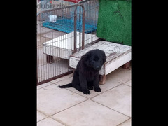 كلب رباردور 3شهور - 1