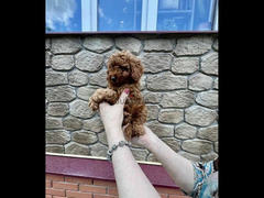 Toy Poodle red brown boys from Russia - 1