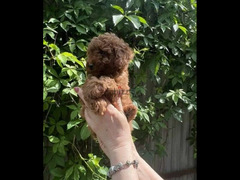 Toy Poodle red brown boys from Russia - 2