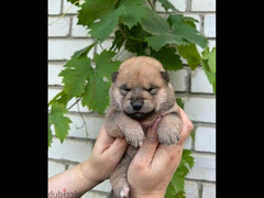 Pedigree Shiba Babies From champion from Russia