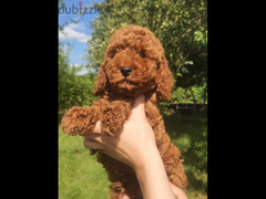 Poodle Dog Female Super Quality From Europe