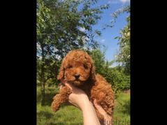 Poodle Dog For Sale Male Top Quality - 1