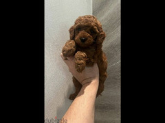 Toy Poodle red brown from Russia - 1
