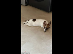 Jack Russell Terrier (4 Months) - 1