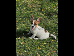 Jack Russell Terrier (4 Months) - 2