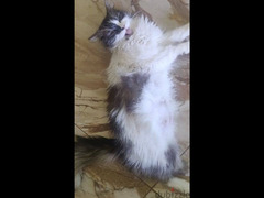 قطة شيرازي التبني ببلاش - 1
