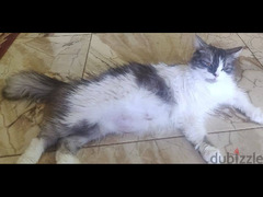 قطة شيرازي التبني ببلاش - 2