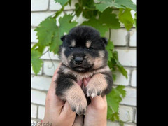Pedigree Shiba Babies From champion from Russia - 2