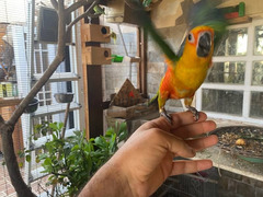 Jendaya Conure parrot بغبغان جنداي