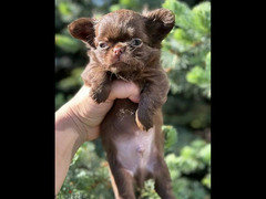 Beautiful chocolate little boys Chihuahuas from Russia