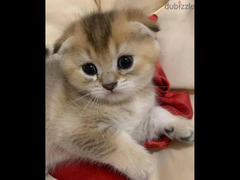 Scottish fold golden Chinchilla boy kittens from Russia