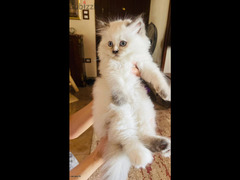 قطة هيمالايا شوكلت انثى عمرها 59 يوم - 1