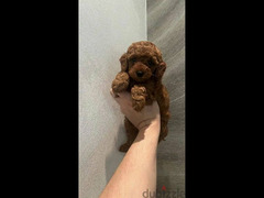 Toy Poodle red brown from Russia - 2