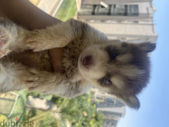 husky puppies for sale جراوي هاسكي للبيع - 2