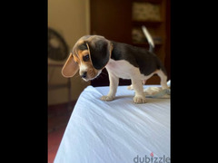 pure beagle puppy - 2