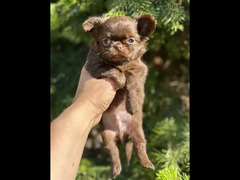 Beautiful chocolate little boys Chihuahuas from Russia - 2