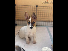 Jack Russell Terrier (4 Months) - 3