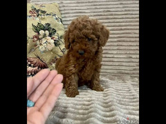 Toy Poodle red brown boys from Russia - 3