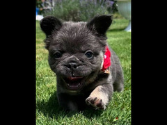 French bulldog puppies boys from Russia - 3