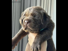 Labrador puppies boys from Russia - 3