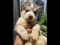 husky puppies for sale جراوي هاسكي للبيع - 3