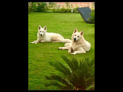 White Swiss Shepherd puppies - 3