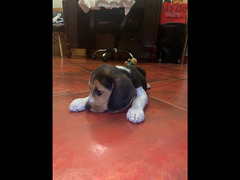 pure beagle puppy - 3