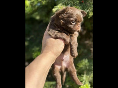 Beautiful chocolate little boys Chihuahuas from Russia - 3