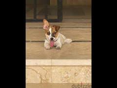 Jack Russell Terrier (4 Months) - 4