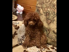 Toy Poodle red brown boys from Russia - 4