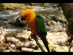 Jendaya Conure parrot بغبغان جنداي - 4