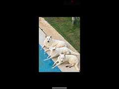 White Swiss Shepherd puppies - 4