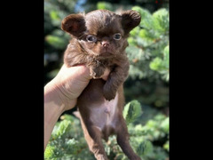 Beautiful chocolate little boys Chihuahuas from Russia - 4