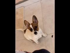 Jack Russell Terrier (4 Months) - 5