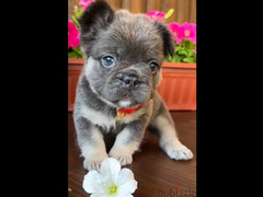 French bulldog puppies boys from Russia - 5
