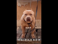 Champion blood Pitbull puppy - بيتبول - 5