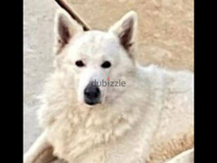 White Swiss Shepherd puppies - 5