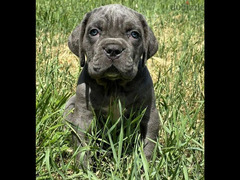Cane Cosro Puppies From Russia - 5
