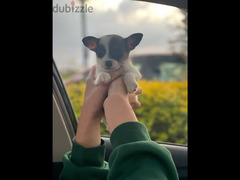 Jack Russell Terrier (4 Months) - 6
