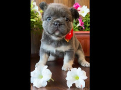 French bulldog puppies boys from Russia - 6